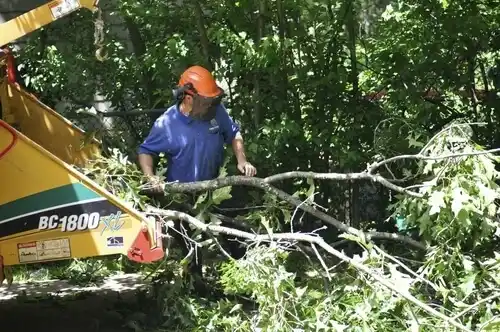 tree services South Monroe
